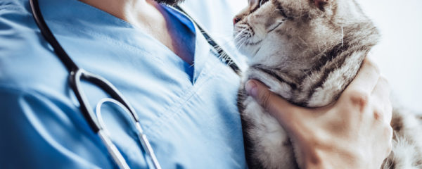 assistant vétérinaire