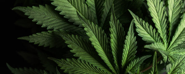 CBD