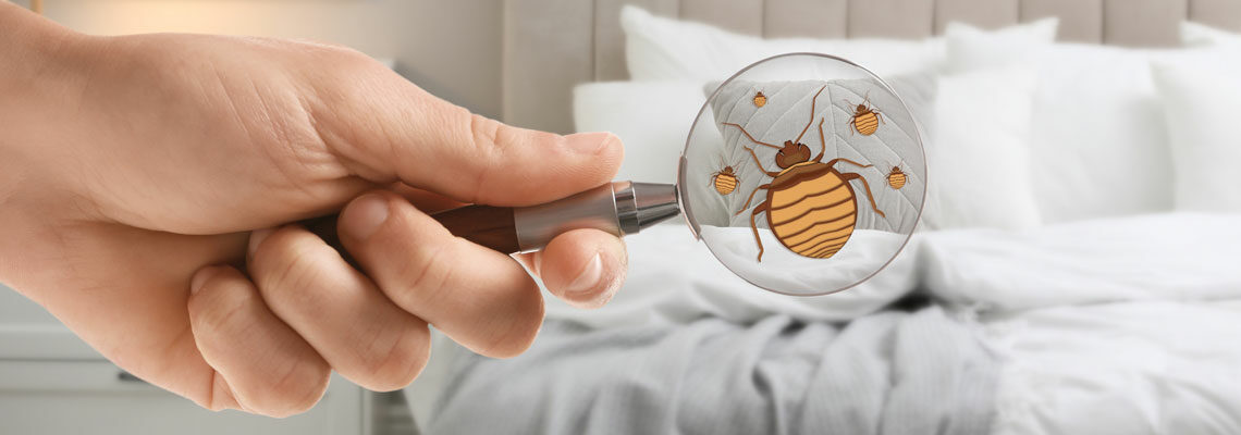 Punaise de lit