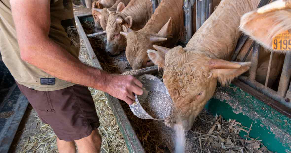 compléments alimentaires